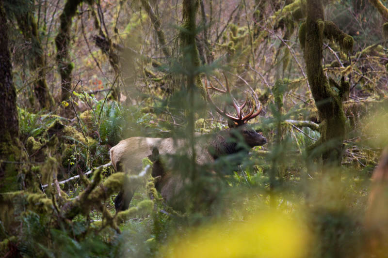 Elk In Rainforest