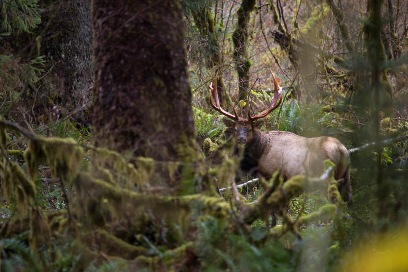 Elk In Rainforest