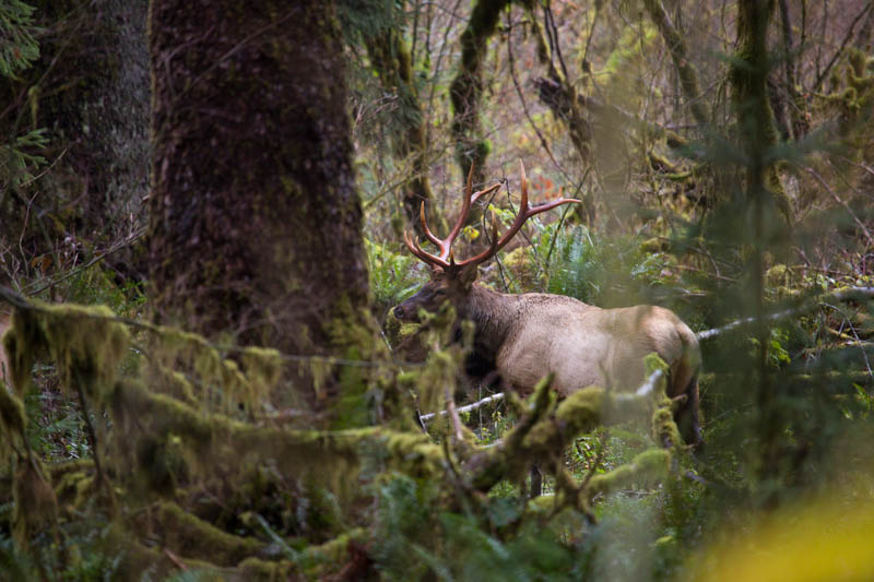 Elk In Rainforest