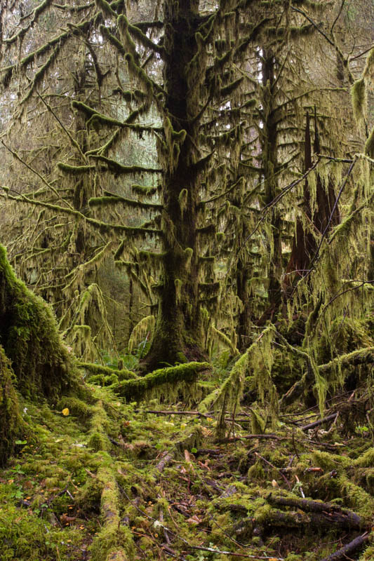 The Hoh Rainforest