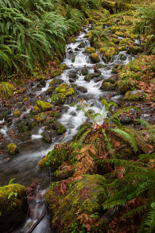 Cascade In Rainforest