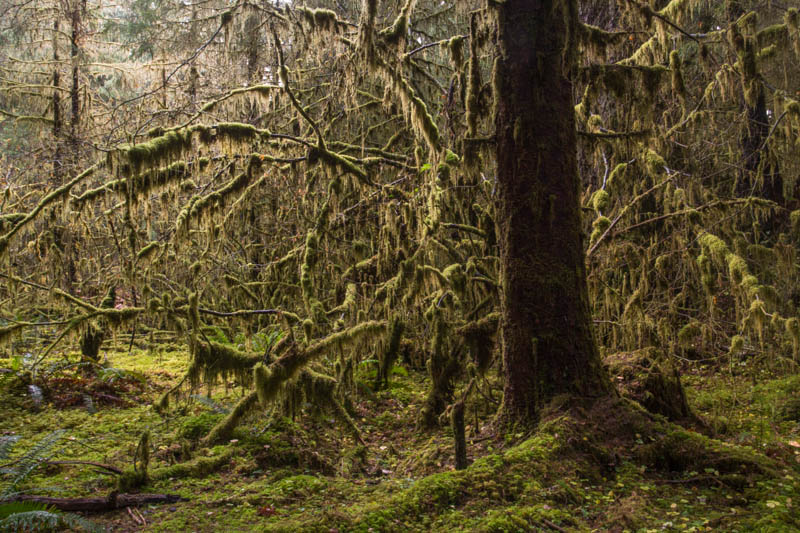 The Hoh Rainforest