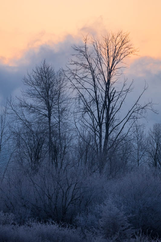 Trees In Morning Mist