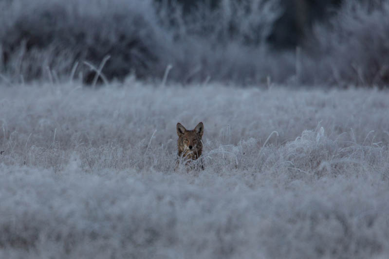 Coyote