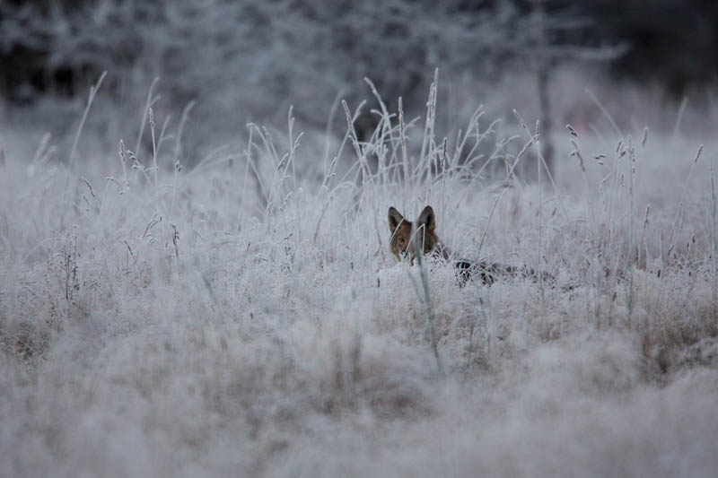 Coyote