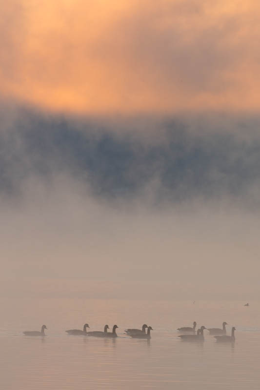 Canada Geese At Sunrise