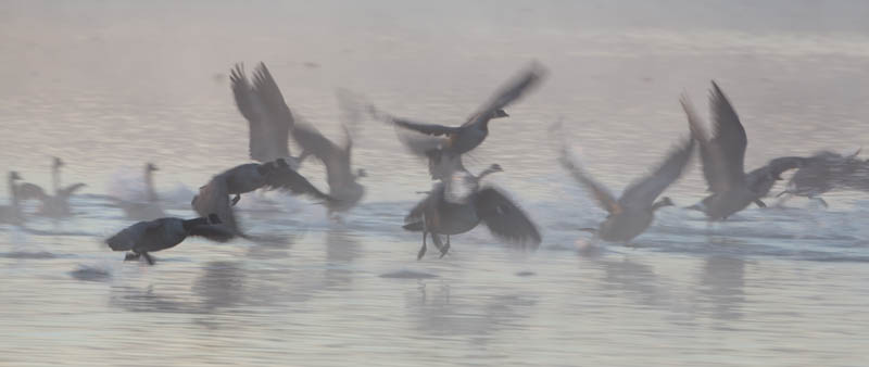 Canada Geese Taking Flight