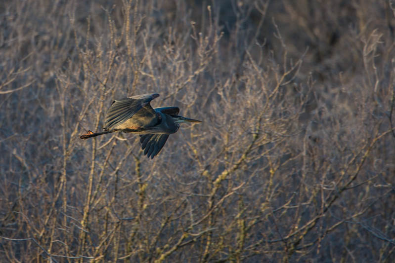 Great Blue Heron In Flight