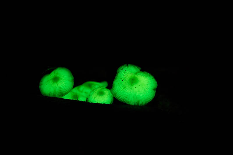 Bioluminescent Mushrooms