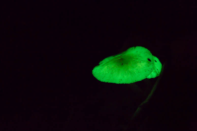 Bioluminescent Mushrooms