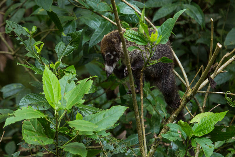 White-Faced Coati