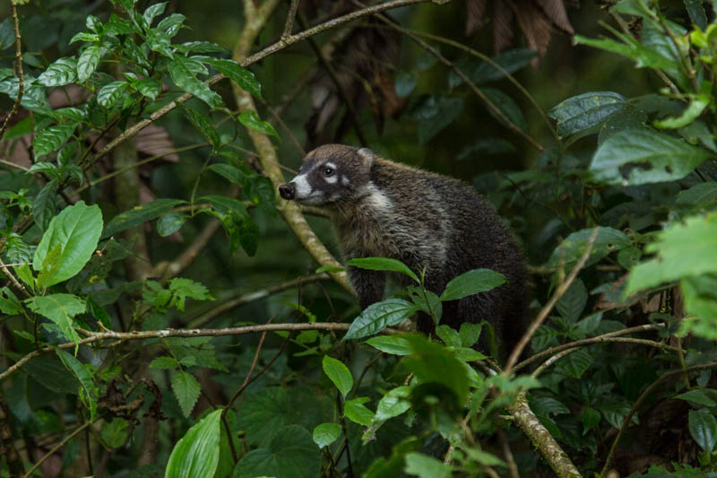 White-Faced Coati