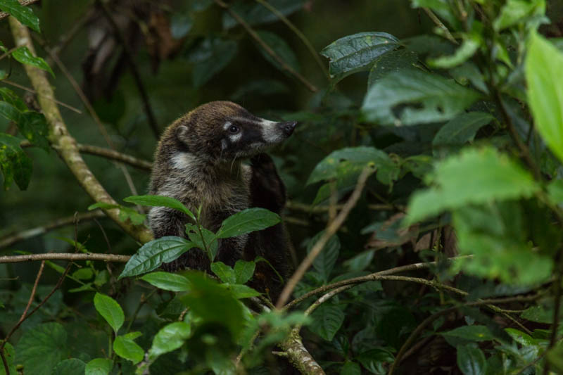 White-Faced Coati