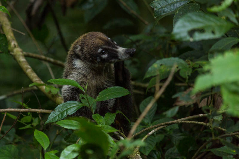 White-Faced Coati