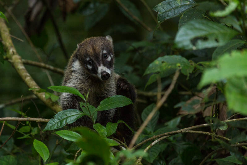 White-Faced Coati