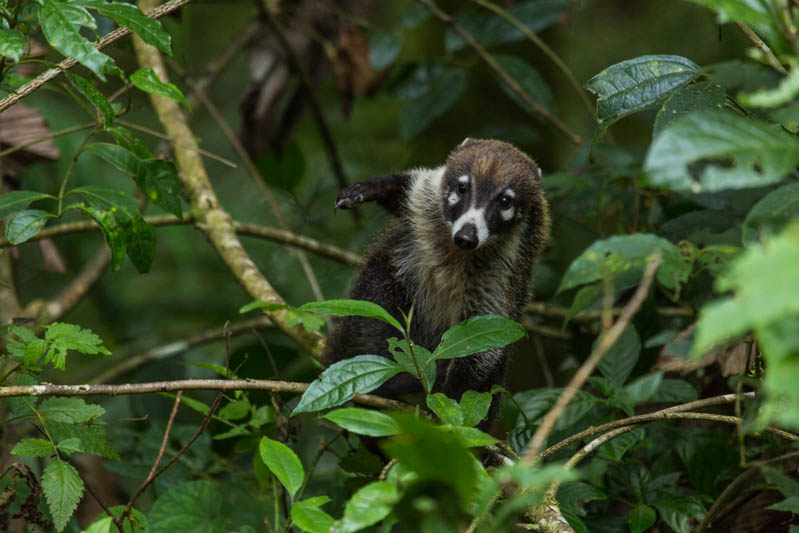 White-Faced Coati