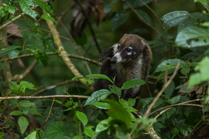 White-Faced Coati