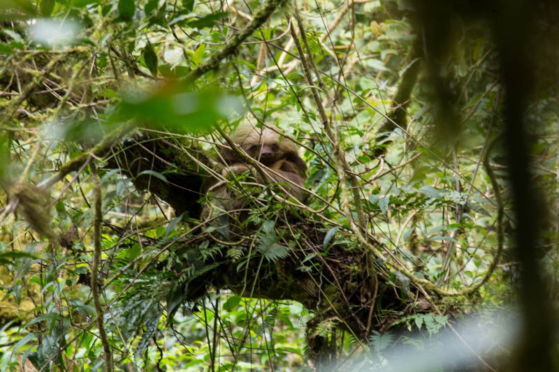 Hoffmans Two-Toed Sloth