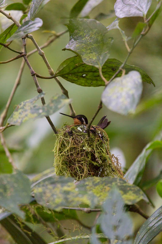 Plain-Capped Starthroat In Nest