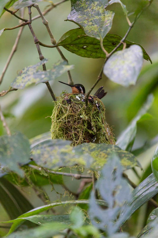 Plain-Capped Starthroat In Nest