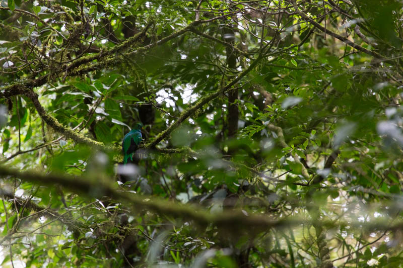 Resplendent Quetzal