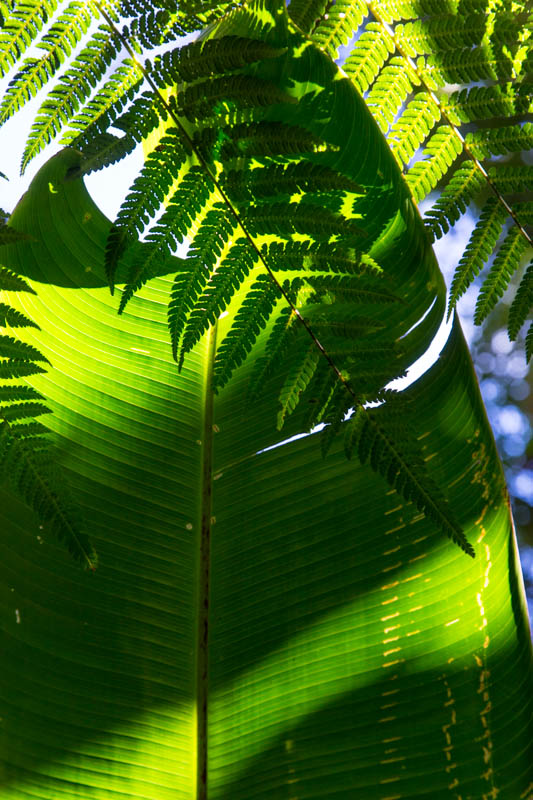 Shadows On Leaves