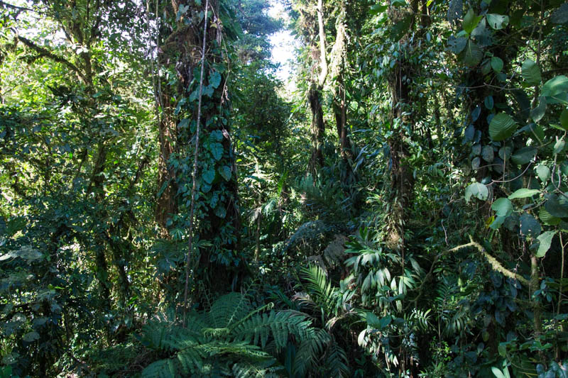 The Cloud Forest