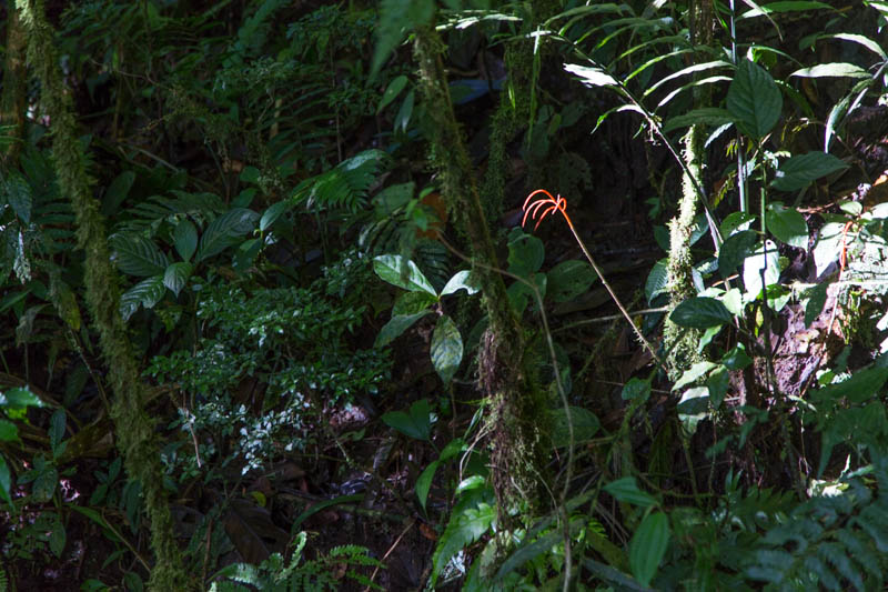 Flower In Cloud Forest