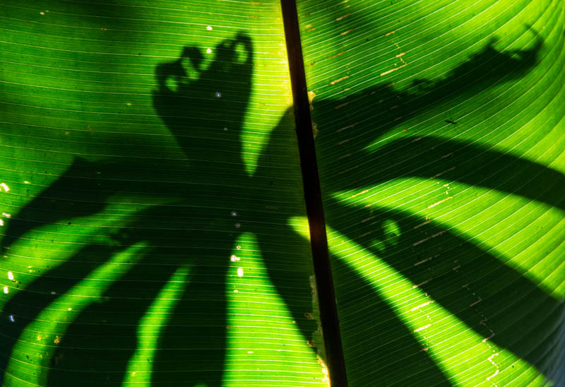 Shadows On Leaves