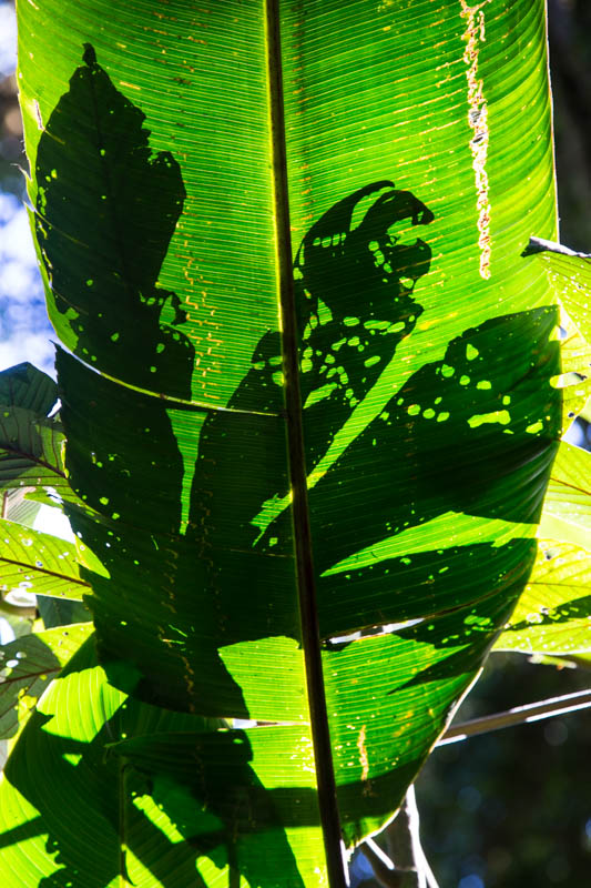 Shadows On Leaves