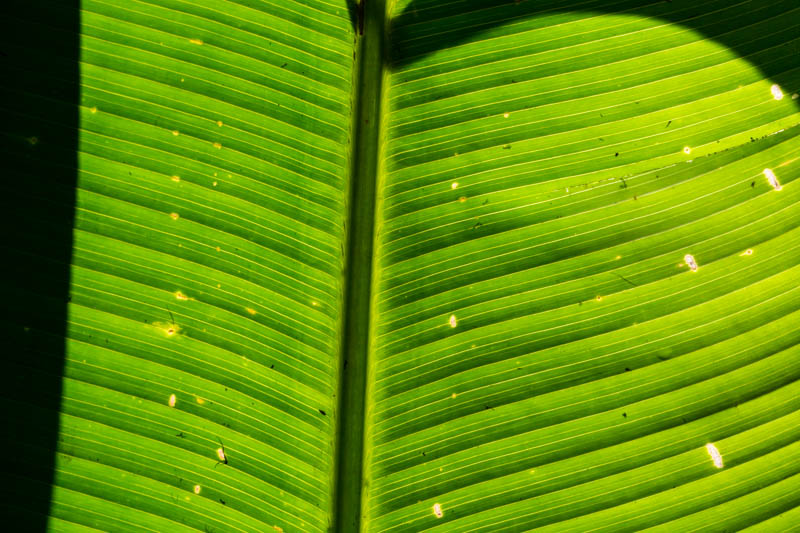 Leaf Detail