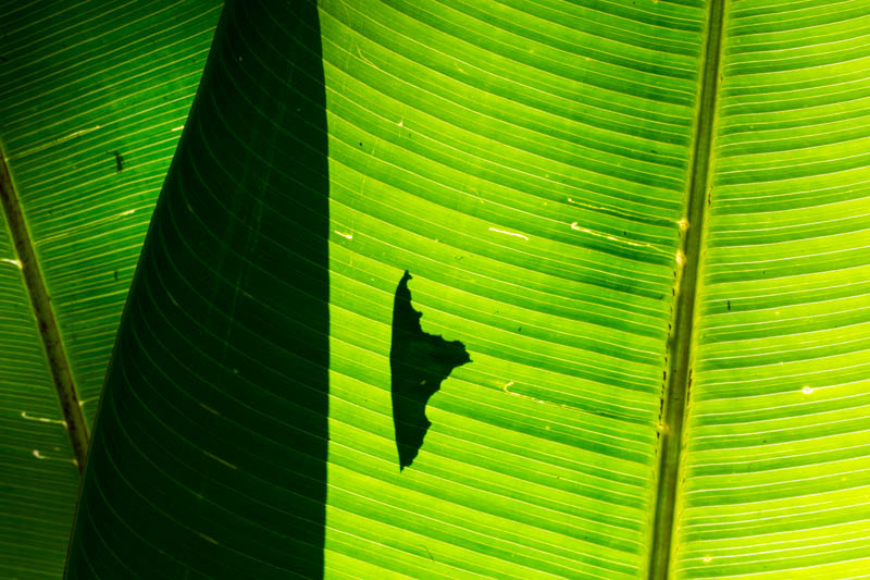 Leaf Detail