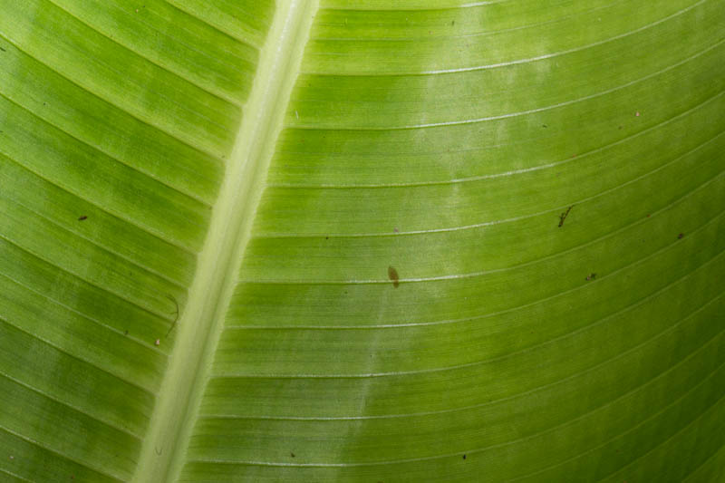 Leaf Detail