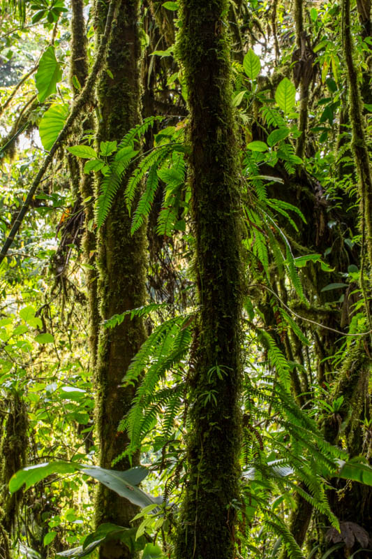 Moss Covered Tree Trunks