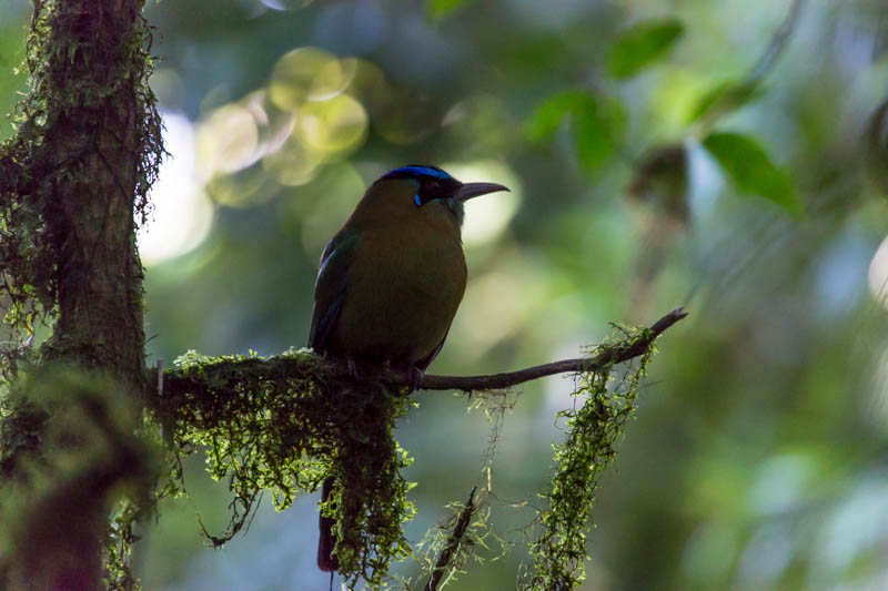 Blue-Crowned Motmot