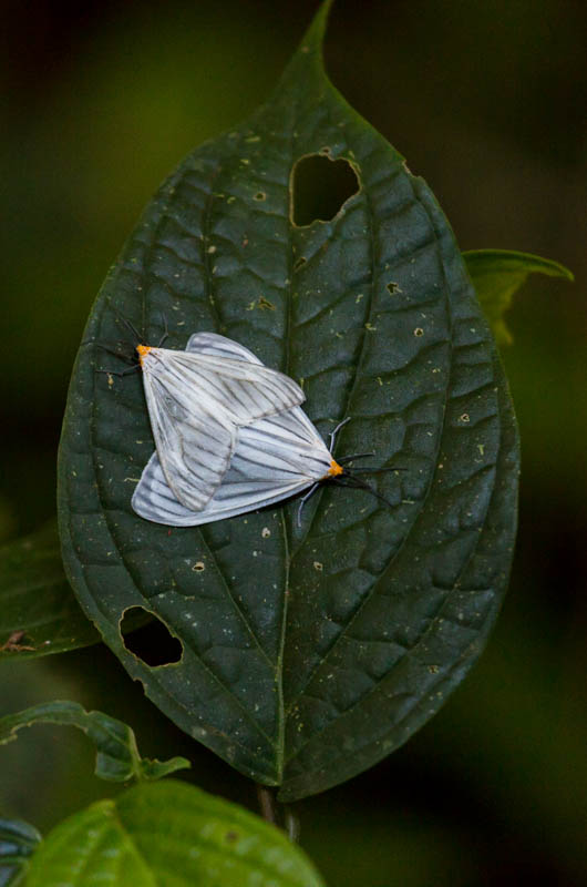 Butterflies Mating