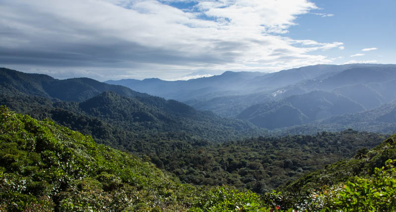 The Cloud Forest