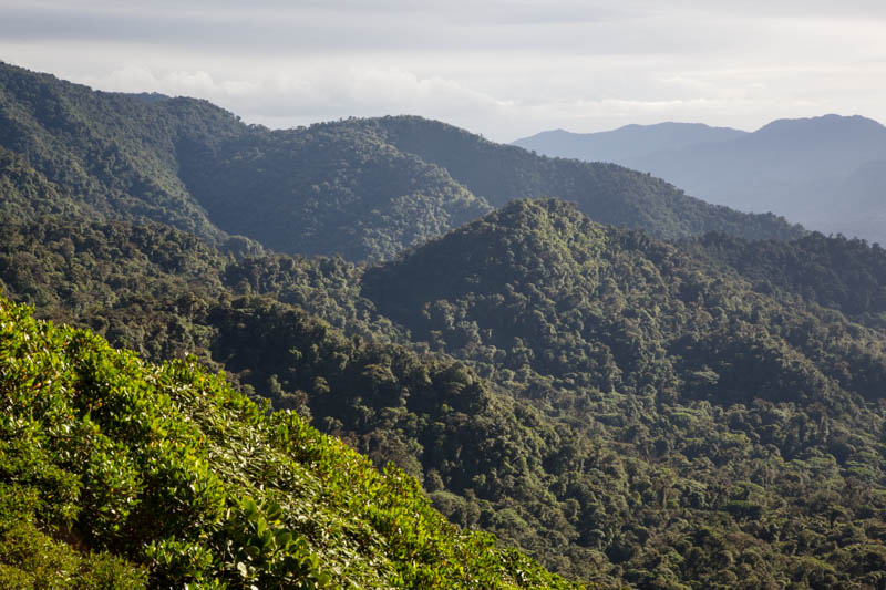 The Cloud Forest