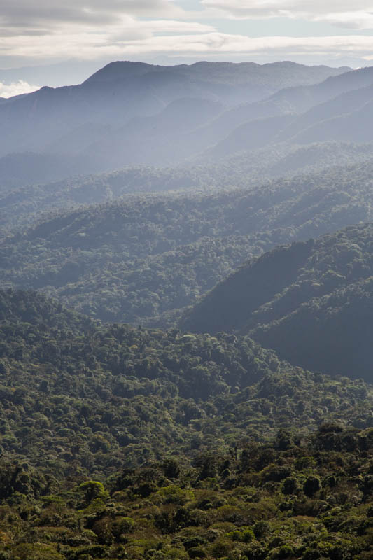 The Cloud Forest