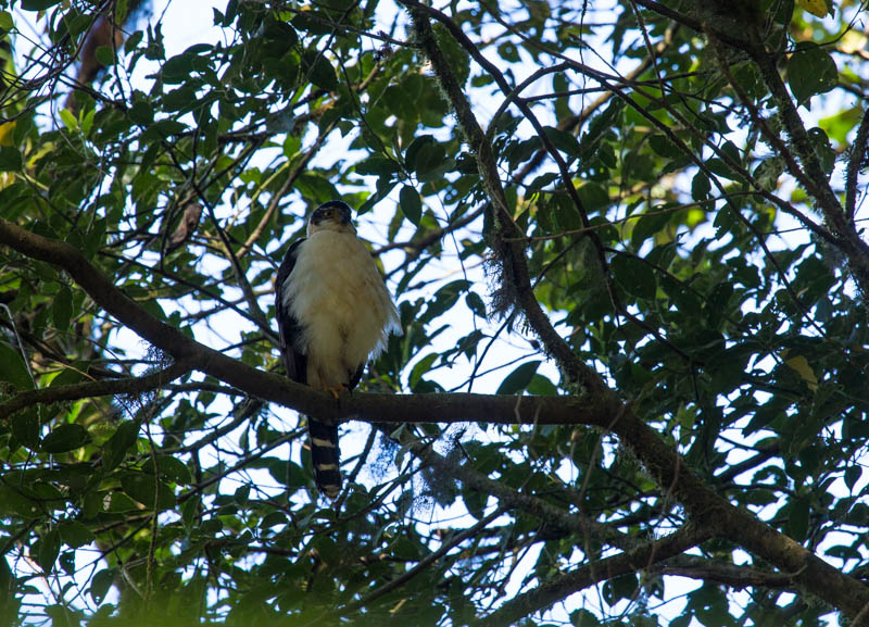 Collared Forest-Falcon