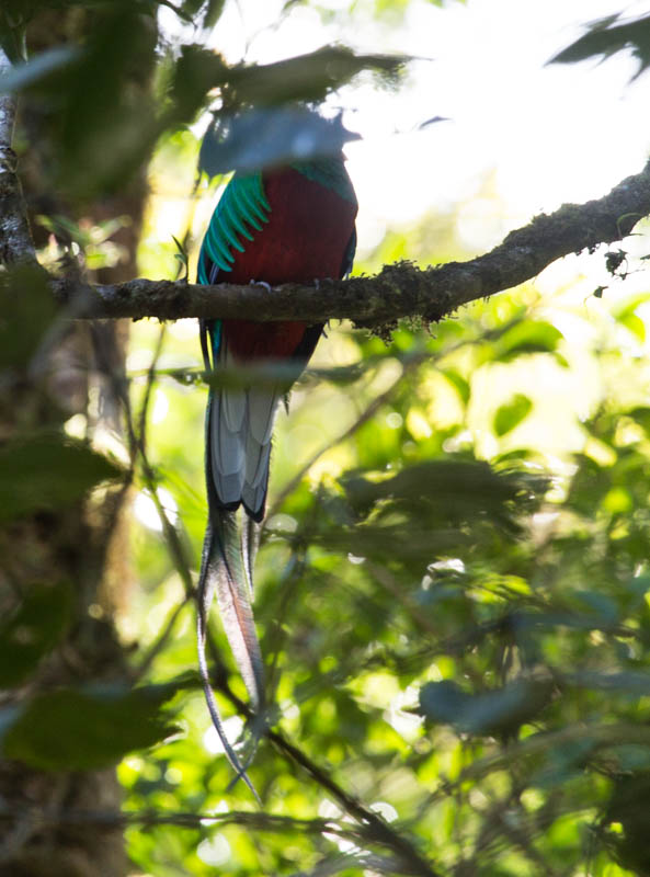 Resplendent Quetzal