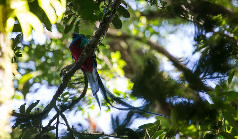 Resplendent Quetzal