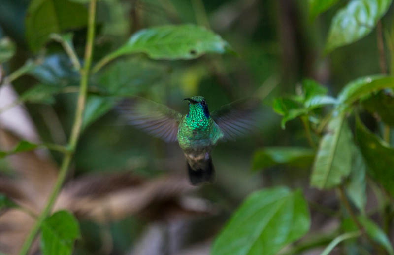 Green-Violet Ear In Flight