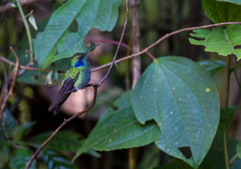 Green-Violet Ear