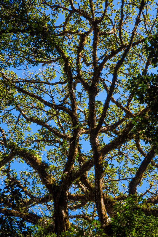 Cloud Forest Canopy