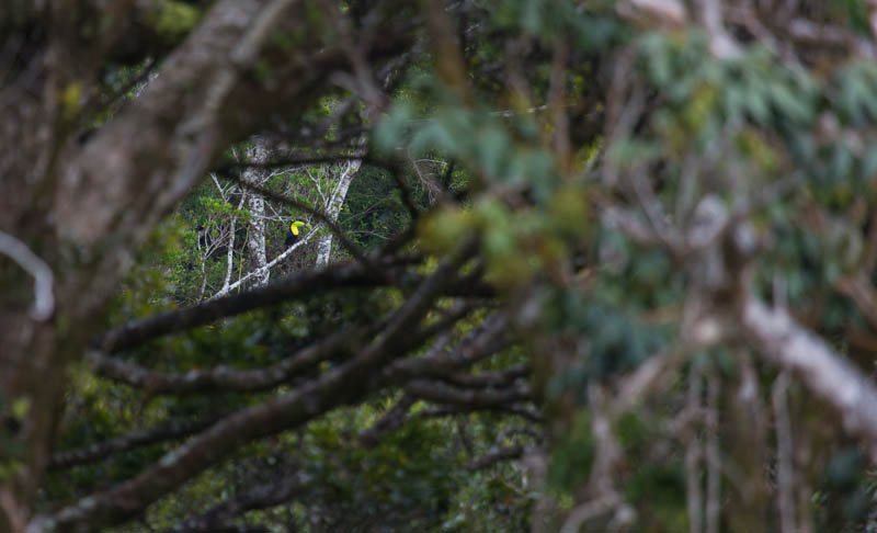 Keel-Billed Toucan