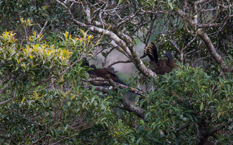 Gray-Headed Chachalaca