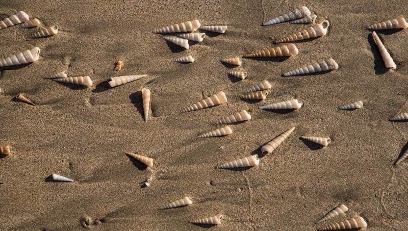 Shells On Beach