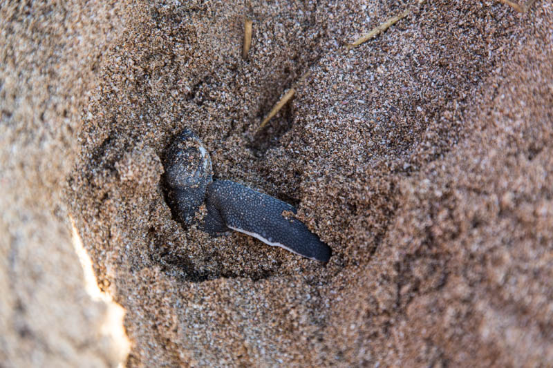 Leatherback Hatchling