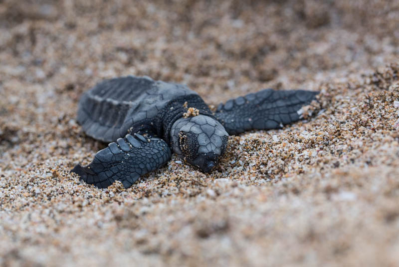 Olive Ridley Hatchling